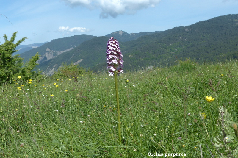 Ophrys tardive e altre orchidee in Epiro - Grecia settentrionale  22_30 maggio 2024.